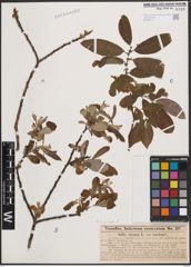 Foto von Salix cinerea L.